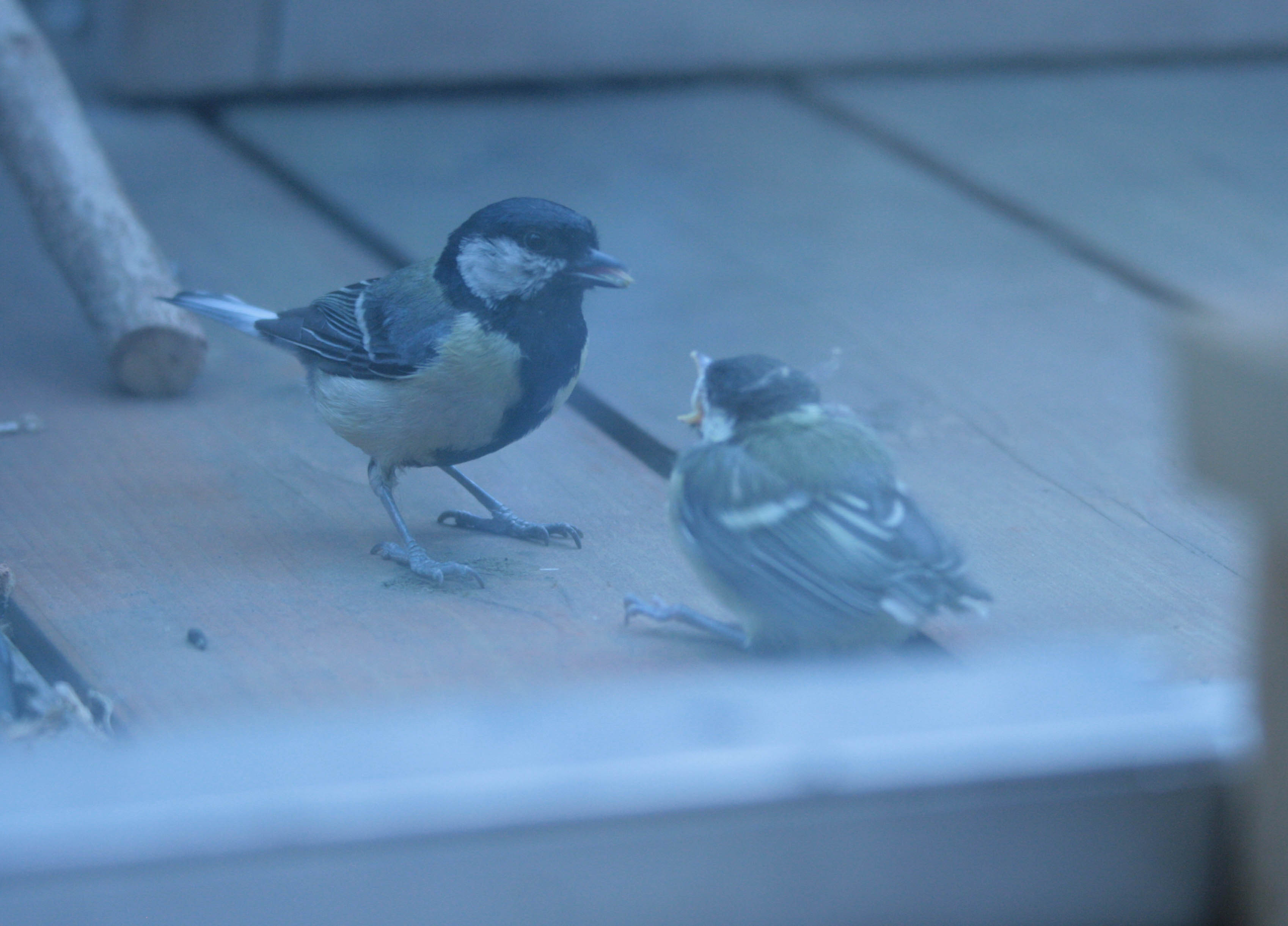 coal tit- chick- being fed- by parent.jpg